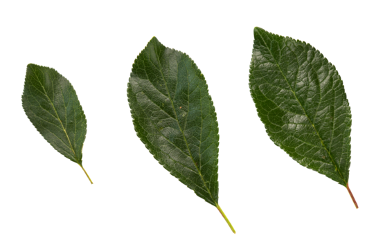 plum or cherry leaves isolated on white, top view, green fruit leaves flat lay, concept of growth from small to large