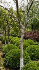 A lot of green and beautiful trees next to a city walk in Shanghai, China