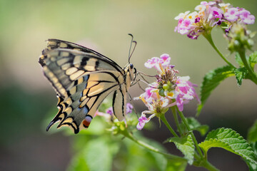 Butterfly on a flower macro