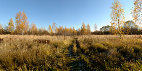Fototapeta premium Autumn walks in the forest, a beautiful panorama.