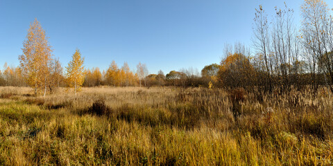 Fototapeta premium Autumn walks in the forest, a beautiful panorama.