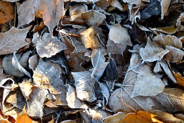 The first autumn frosts, leaves.