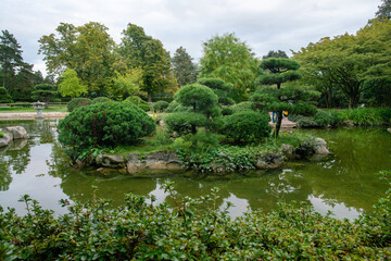 Fototapeta na wymiar Magnificent pine trees in the Japanese garden in Nordpark in Dusseldorf and pond and rocks and KOI carps