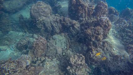 Panoramic scene under water and blue background