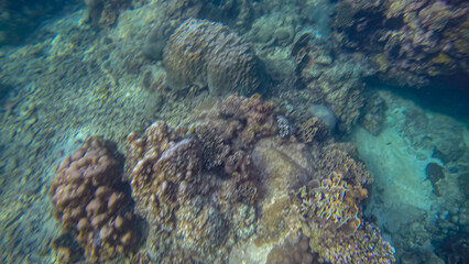 Fototapeta na wymiar Panoramic scene under water and coral and blue background