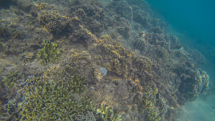 Panoramic scene under water and blue background