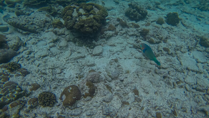 Panoramic scene under water and blue background