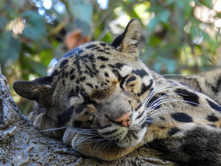 Clouded leopard asleep on a tree branch