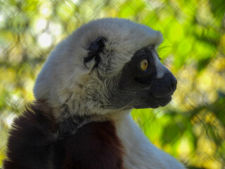 Coquerel's sifaka lemur with yellow eyes