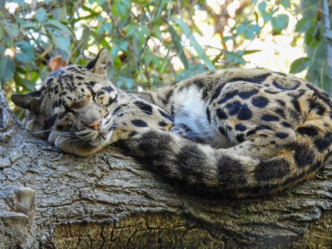 Clouded leopard asleep on a tree branch - Powered by Adobe