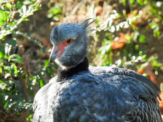 A crested screamer having a bad feather day