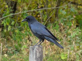 Black fish crow on a post in Cades Cove, Tennessee