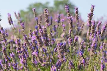 Close-up on mountain lavender on Hvar island in Croatia. Lavender oil is used in aromatherapy,...