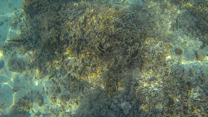 Panoramic scene under water and coral and blue background