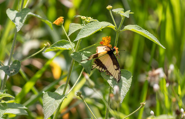 Photograph of a beautiful butterfly resting.	