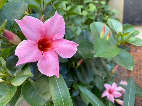 Pink Mandevilla flower Brazillian jasmine flowering plant.  