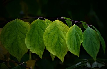 green leaves background