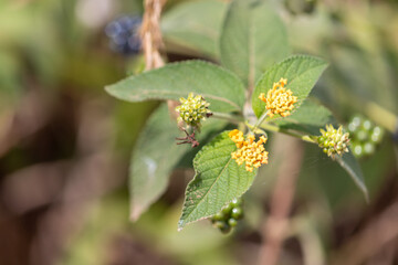 Photography of beautiful plants in the garden.	