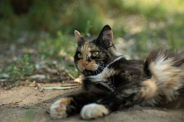 Naklejka na ściany i meble Cat. Stray animal in yard. Details of cat's life.