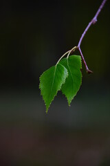 grape leaves on a branch