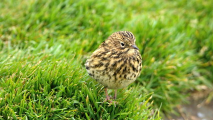 South Georgia pipit (Anthus antarcticus) in the grass at the old whaling station at Stromness, South Georgia Island