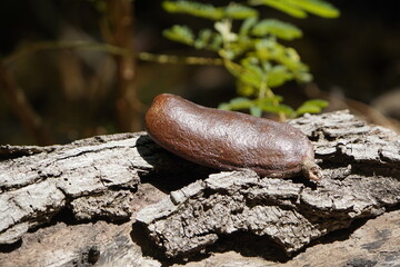 Seeds of jatobá-true, jatobazeiro or just jatobá, (scientific name: Hymenaea courbaril) is a tree of the Fabaceae family.