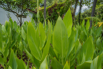 The close up photo of corn leaf and banana leaf on the summer time.  The photo is suitable to use nature background and poster.