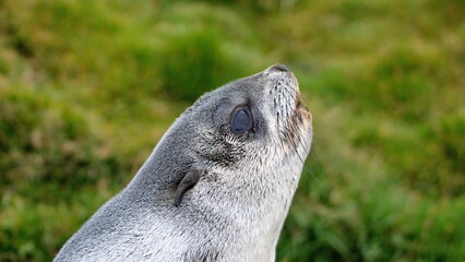 Close up of an Antarctic fur seal (Arctocephalus gazella) at the old whaling station at Stromness, South Georgia Island