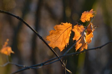 Lonely autumn leaf.