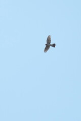 peregrine falcon in a sky