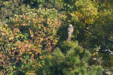common buzzard in a forest