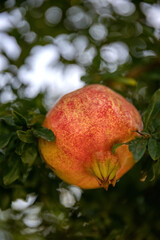 Pomegranate tree Punica granatum