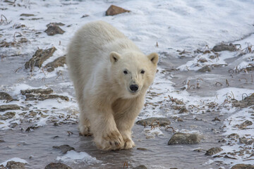 walking polar bear cub