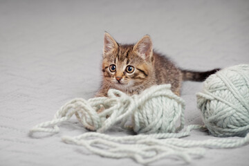 Funny striped kitten with an intrigued look next to the balls of yarn. Indoors from low angle view.