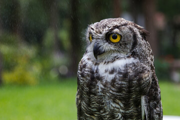 Búho en lluvia 