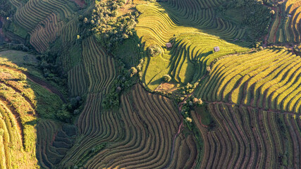 Rice fields on terraced prepare the harvest at Northwest Vietnam.