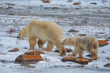 polar bear walking with cub