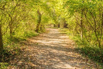 A path in the woods as trees overhang the path. Bright green leaves provide shade. Dead leaves cover the ground during the autumn season. Sunlight streams down.