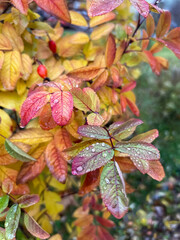 Red autumn rosehip leaves on a branch after rain. Rainy weather forecast. Day after the rain. Natural background. colorful autumn leaves. medicinal plant