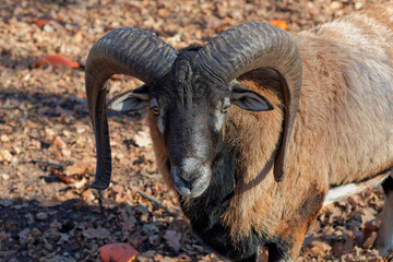 The European mouflon (Ovis orientalis musimon).Male mouflon are known as rams.