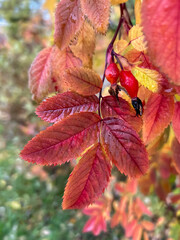 Red autumn rosehip leaves on a branch after rain. Rainy weather forecast. Day after the rain. Natural background. colorful autumn leaves. medicinal plant