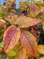 Red autumn rosehip leaves on a branch after rain. Rainy weather forecast. Day after the rain. Natural background. colorful autumn leaves. medicinal plant
