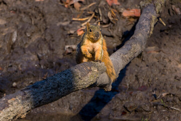 The fox squirrel (Sciurus niger) is the largest species of tree squirrel native to North America.