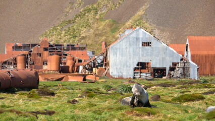 Antarctic fur seal (Arctocephalus gazella) in front of the rusted remains of the old whaling station at Stromness, South Georgia Island