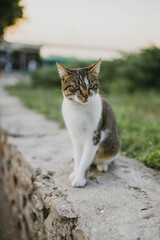 Funny curious sad homeless grey and white cat sitting on the pavement in the street in Nikolaev