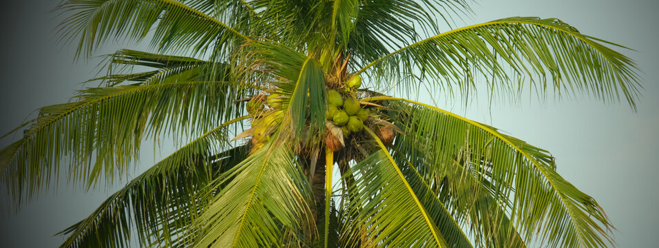 Coconut tree zooming in on leaves and coconut balls. Vignette image.