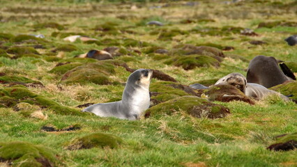 Antarctic fur seal (Arctocephalus gazella) in the grass at the old whaling station at Stromness, South Georgia Island