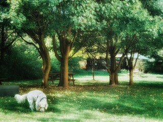 dog and trees