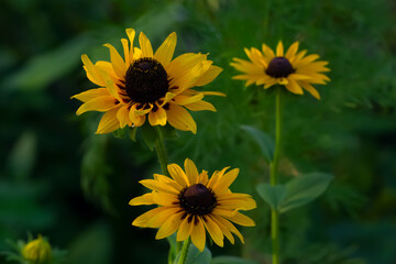 Black-eyed susan colorful yellow bloom in the garden.