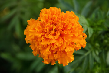 Single orange fluffy Marigold flower with foliage in the garden.